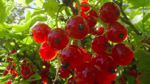 Grosellas Rojas Arbusto Día Soleado — Vídeo de stock