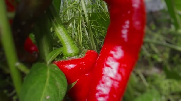 Κόκκινες Πικάντικες Πιπεριές Τσίλι Στο Φαινόμενο Του Θερμοκηπίου — Αρχείο Βίντεο
