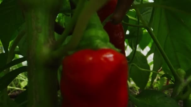 Red Spicy Chili Peppers Greenhouse — Stockvideo