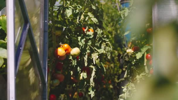 Red Green Tomatoes Ripen Greenhouse — Wideo stockowe