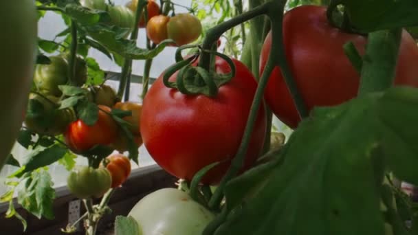 Red Green Tomatoes Ripen Greenhouse — Wideo stockowe