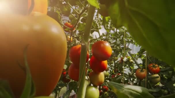 Red Green Tomatoes Ripen Greenhouse — kuvapankkivideo