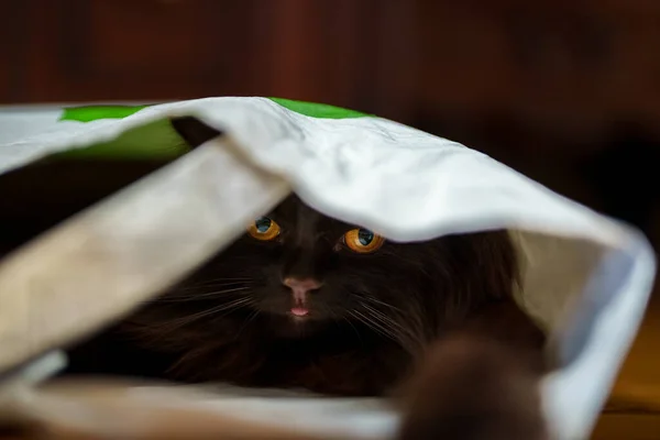 Funny Cat Climbed Bag Hides — 图库照片
