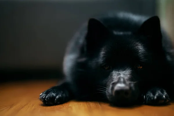 Cute Young Schipperke Puppy Resting Home — 스톡 사진