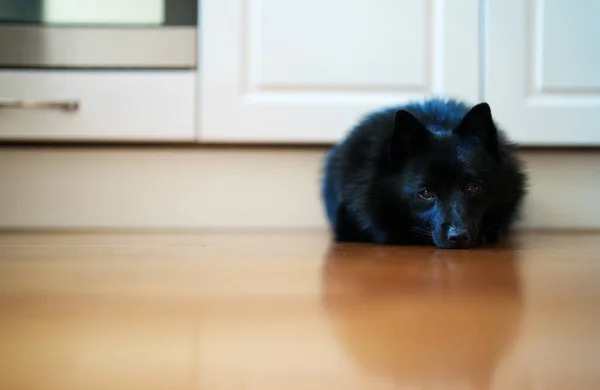 Cute Young Schipperke Puppy Resting Home — 스톡 사진