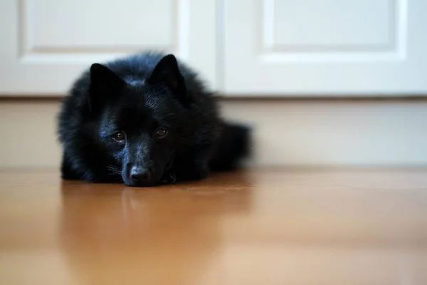 Cute Young Schipperke Puppy Resting Home — Stock fotografie