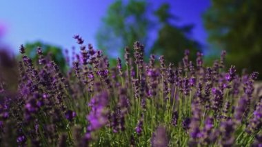 Woman's hand touching Lavender field.