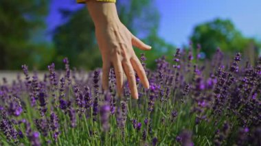 Woman's hand touching Lavender field.