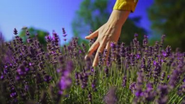 Woman's hand touching Lavender field.