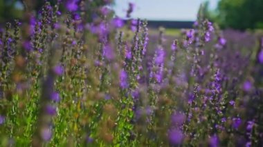 Lavender fields at sunset in the summer.