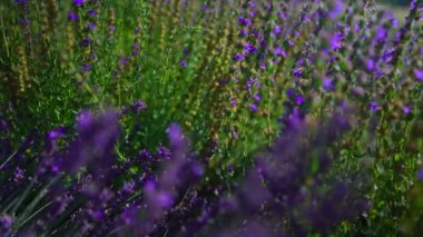 Lavender fields at sunset in the summer.