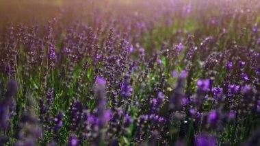 Lavender fields at sunset in the summer.