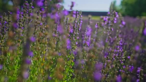 Lavender Fields Sunset Summer — Video