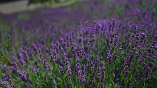 Lavender Fields Sunset Summer — Stockvideo