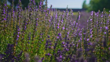Lavender fields at sunset in the summer.