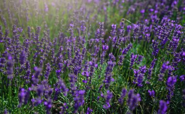 Lavender fields at sunset in the summer.