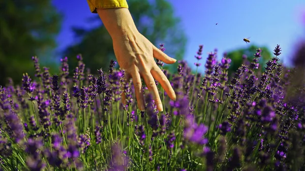 Woman Hand Touching Lavender Field — ストック写真