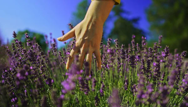 Woman Hand Touching Lavender Field — Zdjęcie stockowe