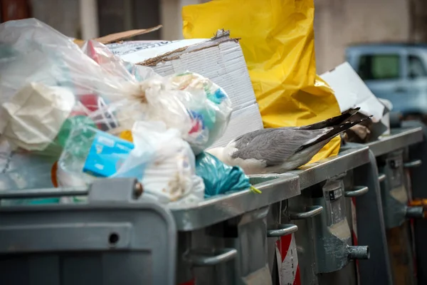 Seagull is looking for food in an overflowing trash bin.