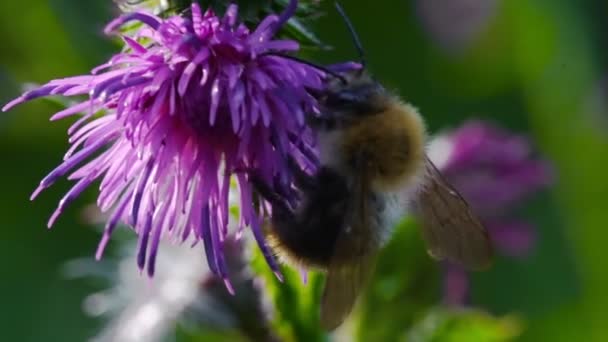 Macro Shot Bumblebee Flower — Stock Video
