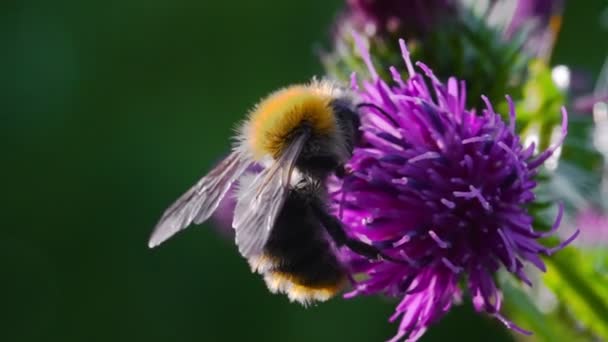Makro Strzał Bumblebee Kwiat — Wideo stockowe