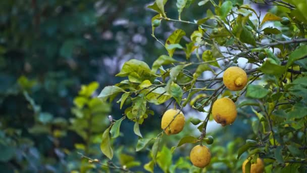 Citrus Plant Grows Garden — Stok video