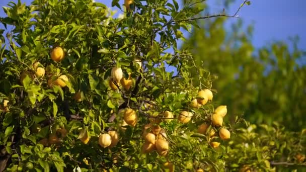 Citrus Plant Grows Garden — Stockvideo