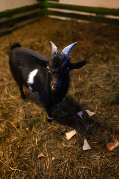 Portrait of goat inside the barn.