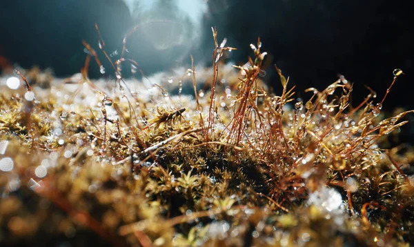 Makro Syn Mossa Skogen — Stockfoto