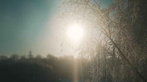 Den Första Tidiga Snön Trädet — Stockvideo