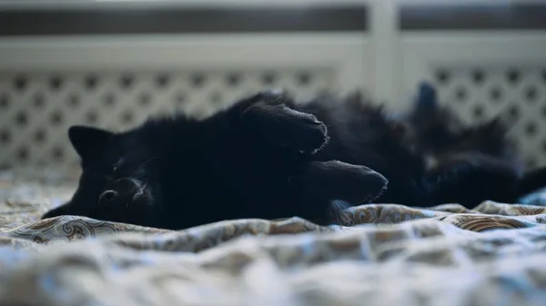 Schipperke Welpe Liegt Auf Dem Bett — Stockfoto