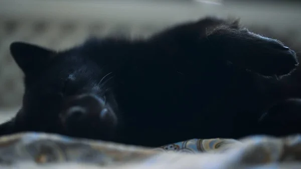 Schipperke Puppy Resting Bed — Stock Photo, Image