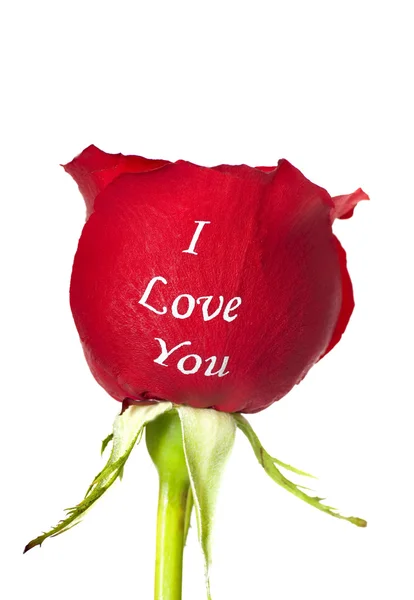 Rosa roja con I Love You impreso en ella — Foto de Stock