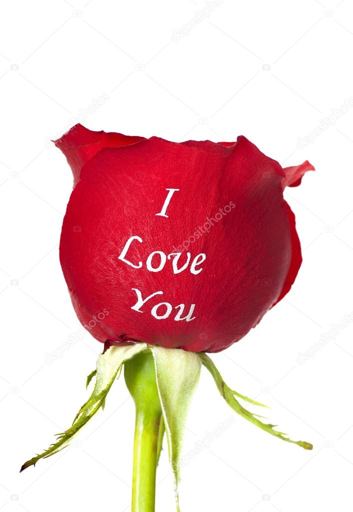 Red rose with I Love You printed on it