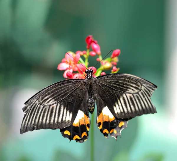 Czarny motyl z oznaczeniami pomarańczowy i biały — Zdjęcie stockowe