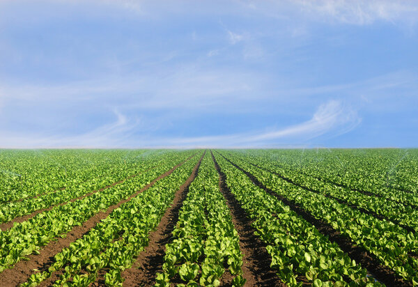 Lush agricultural field of lettuce