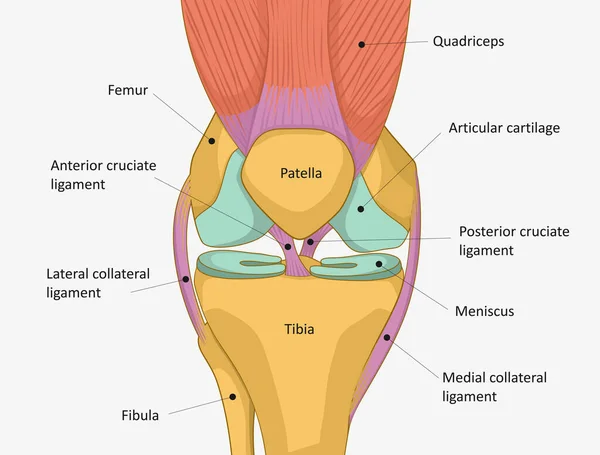 Human Knee Joint Anatomy Knee Tendons Anatomical Diagram — Archivo Imágenes Vectoriales