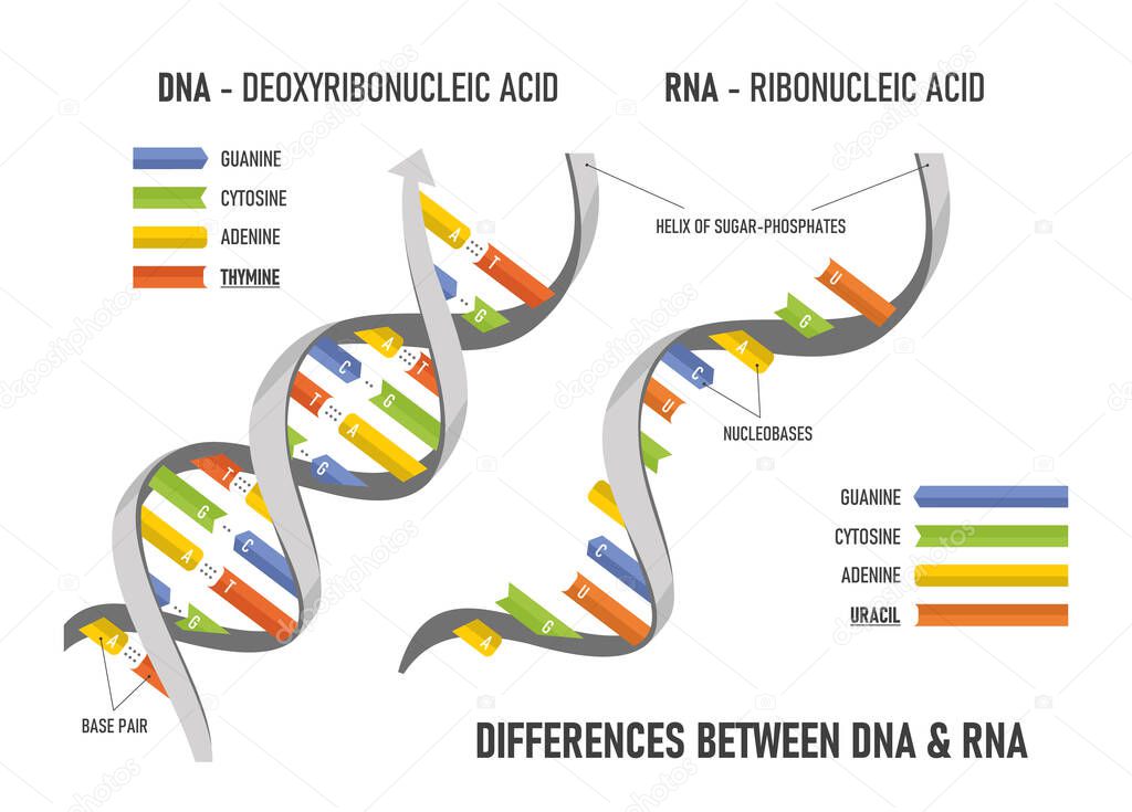 Difference between of DNA and RNA. Structure of DNA and RNA. Deoxyribonucleic acid. Ribonucleic acid.