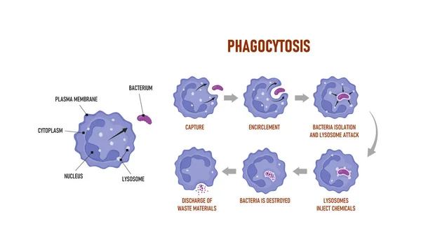 Phagocytosis Neutrophil Uses Its Plasma Membrane Engulf Bacterium Educational Immune —  Vetores de Stock