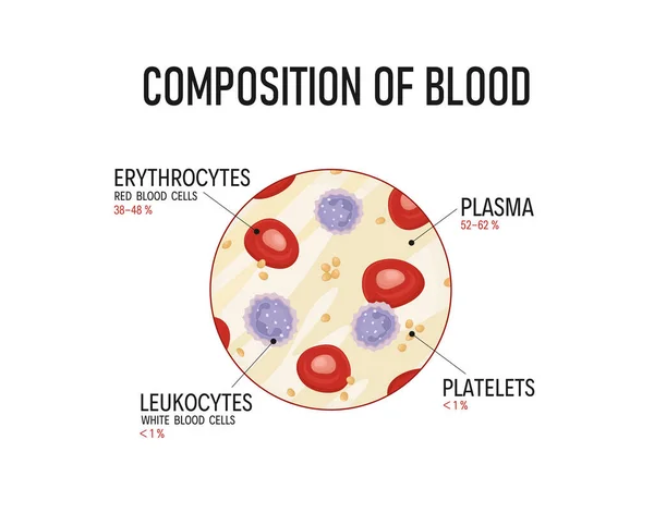 血の構成 赤血球 リンパ球 血小板 — ストックベクタ