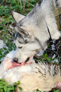 korkak köpek av