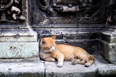 kedi yalan