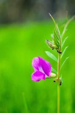 doğa içinde karıncalar