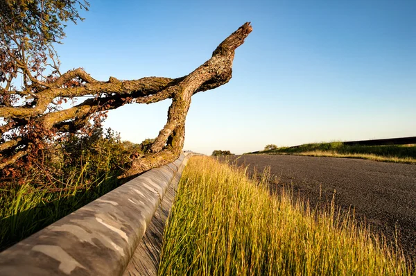 Fallen Branch Stock Photo