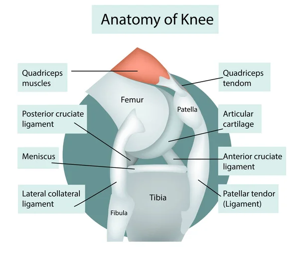 Anatomie. Kniedoorsnede vector illustratie — Stockvector