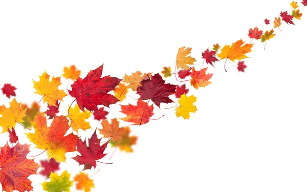 Autumn background — Stock Photo, Image