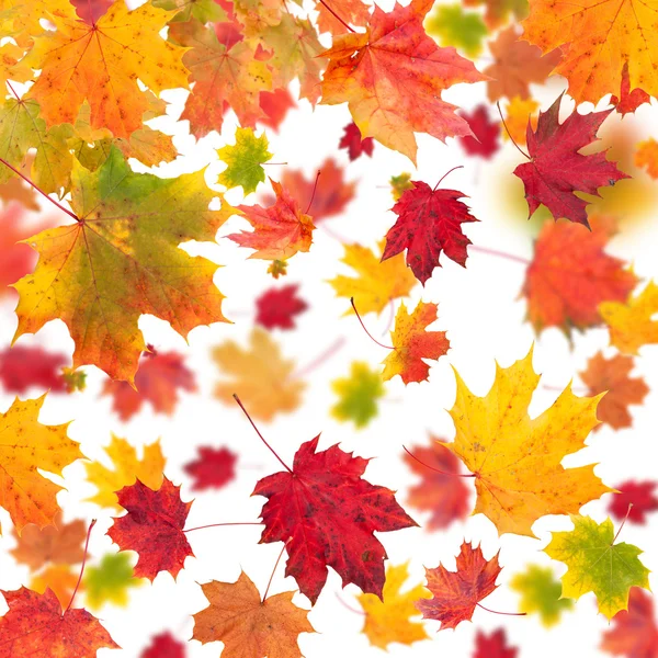 Autumn background — Stock Photo, Image