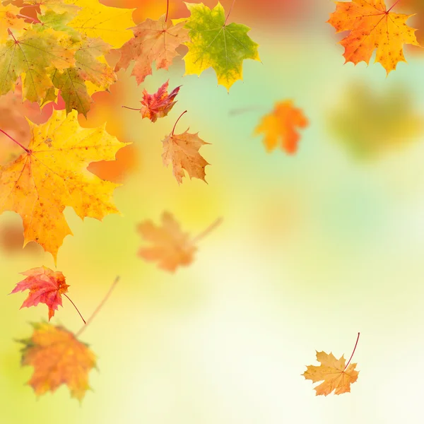 Autumn background — Stock Photo, Image