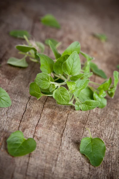 Mint herb — Stock Photo, Image