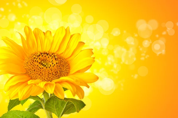 Girasole — Foto Stock